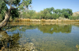 ORGAN PIPE CACTUS NP - QUITOBAQUITO POND A.jpg