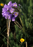 COLORADO - ROCKIES NATIONAL PARK - BRODAEA SPECIES A.jpg