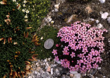 COLORADO - ROCKIES NATIONAL PARK - CAMPION SPECIES.jpg