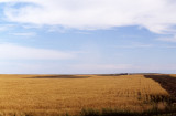 GREAT PLAINS - GRASSLANDS IN CULTIVATION.jpg