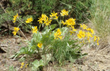 GREAT PLAINS - TEDDY ROOSEVET - ASTERACEAE SPECIES.jpg