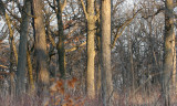 ILLINOIS - 2008-4-2 CHICAGO SPRING TRIP - SPRINGBROOK PRAIRIE PLANTS (6).JPG