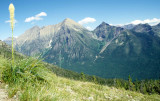 MONTANA - GLACIER - BEAR GRASS.jpg