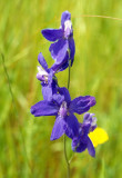 MONTANA - GLACIER - PLANT SPECIES B.jpg