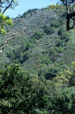 CALIFORNIA - BIG SUR - CEONOTHUS COMMUNITY IN CHAPARRAL HABITAT.jpg