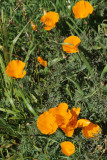 CALIFORNIA - BIG SUR - ESCHSCHOLZIA CALIFORNICA.jpg