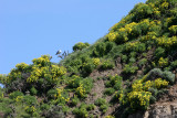 CALIFORNIA - CHANNEL ISLANDS NP - ANACAPA ISLAND - COREOPSIS SPECIES - Giant Coreopsis 2 (4).jpg