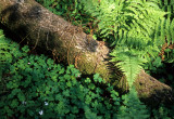 CALIFORNIA - POINT REYES - WOOD FERN WITH OXALIS.jpg