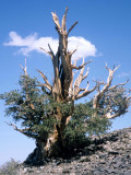 CALIFORNIA - SIERRA - JUNIPERUS SPECIES - SIERRA JUNIPER A.jpg