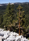 CALIFORNIA - YOSEMITE - SIERRA JUNIPER AND PINE BELT ON EXFOLIATED GRANITE (2).jpg