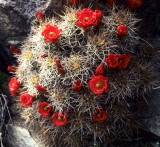 DEATH VALLEY - ECHINOCEREUS TRIGLOCHIDIATUS VAR MOJAVENSIS.jpg