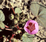 DEATH VALLEY - EREMALCHE ROTUNDIFOLIA - DESERT FIVE SPOT.jpg