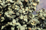 ARIZONA - GRAND CANYON - SOUTH RIM VIEW - SHEPHERDIA ROTUNDIFOLIA - ROUNDLEAF BUFFALOBERRY.jpg