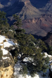 ARIZONA - GRAND CANYON - SOUTH RIM VIEW - JUNIPERUS UTAHENSIS A.jpg