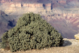 ARIZONA - GRAND CANYON - SOUTH RIM VIEW - SHEPHERDIA ROTUNDIFOLIA - ROUNDLEAF BUFFALOBERRY.jpg