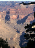 ARIZONA - GRAND CANYON NATIONAL PK (18).jpg