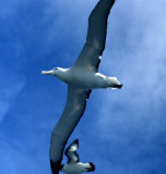 BIRD - ALBATROSS - WANDERING NEAR ANTARCTIC CONVERGENCE.jpg