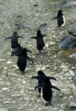 BIRD - PENGUIN - ADELIES IN ANTARCTICA (3).jpg