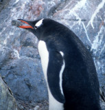 BIRD - PENGUIN - GENTOO - ROCK THIEVES (2).jpg