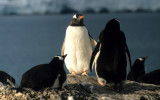 BIRD - PENGUIN - GENTOO ROOKERIES (12).jpg