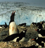 BIRD - PENGUIN - GENTOO ROOKERIES (21).jpg