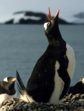 BIRD - PENGUIN - GENTOO ROOKERIES (24).jpg