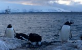 BIRD - PENGUIN - GENTOO ROOKERIES (48).jpg