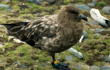 BIRD - SKUA - ANTARCTIC - IN ANTARCTICA (3).jpg