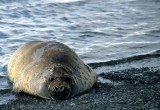 PINNIPED - SEAL - SOUTHERN ELEPHANT SEALS - ANTARCTICA (14).jpg