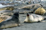 PINNIPED - SEAL - SOUTHERN ELEPHANT SEALS - ANTARCTICA (18).jpg