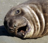 PINNIPED - SEAL - SOUTHERN ELEPHANT SEALS - ANTARCTICA (26).jpg