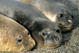 PINNIPED - SEAL - SOUTHERN ELEPHANT SEALS - ANTARCTICA (4).jpg