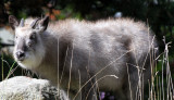 BOVID - SEROW - JAPANESE SEROW  (4).JPG