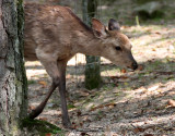 CERVID - DEER - SIKA DEER - JAPANESE SIKA DEER - CERVUS NIPPON NIPPON - MIYAJIMA ISLAND JAPAN (15).JPG