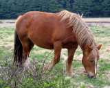 EQUIN - SHIMOKITA WILD HORSES 2006 (2).jpg