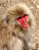 PRIMATE - MACAQUE - JAPANESE MACAQUE OR SNOW MONKEY - MACACA FUSCATA - SHIMOKITA PENINSULA JAPAN (10).JPG