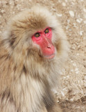 PRIMATE - MACAQUE - JAPANESE MACAQUE OR SNOW MONKEY - MACACA FUSCATA - SHIMOKITA PENINSULA JAPAN (13).JPG