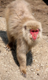 PRIMATE - MACAQUE - JAPANESE MACAQUE OR SNOW MONKEY - MACACA FUSCATA - SHIMOKITA PENINSULA JAPAN (16).JPG