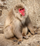 PRIMATE - MACAQUE - JAPANESE MACAQUE OR SNOW MONKEY - MACACA FUSCATA - SHIMOKITA PENINSULA JAPAN (21).JPG