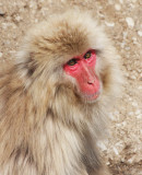 PRIMATE - MACAQUE - JAPANESE MACAQUE OR SNOW MONKEY - MACACA FUSCATA - SHIMOKITA PENINSULA JAPAN (7).JPG