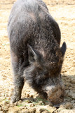 SUIDAE - BOAR - WILD BOAR - INUSHISHI - SUS SCROFA - SHIMOKITA PENINSULA JAPAN (11).JPG