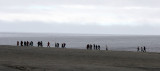 SVALBARD - HINLOPENSTREPET INLET - WALRUS HAULOUT (4).jpg