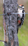 BIRD - WOODPECKER - GREAT SPOTTED - HORNOYA NORWAY (12).jpg