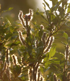 KAMCHATKA FLORA - DIAMOND-LEAF WILLOW - Salix pulchra.jpg