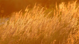 PRIMORYE RUSSIA - AMUR WILD GRASS - Miscanthus sacchariflorus - LAKE KHANKA (6).jpg