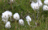 FLORA - SPITSBERGEN - ARCTIC COTTON GRASS - Eriophoum scheuchzeri (3).jpg