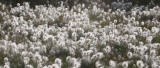 FLORA - SPITSBERGEN - ARCTIC COTTON GRASS - Eriophoum scheuchzeri (5).jpg