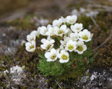 FLORA - SVALBARD - WHITE SAXIFRAGE - SAXIFRAGA SPECIES (2).jpg