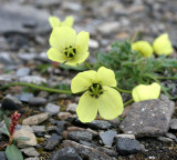 FLORA SVALBARD - SVALBARD POPPY - Papaver dahlianum (2).jpg