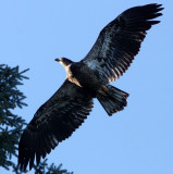 BIRD - EAGLE - BALD EAGLE IMMATURE - CAPE FLATTERY WA 3.JPG